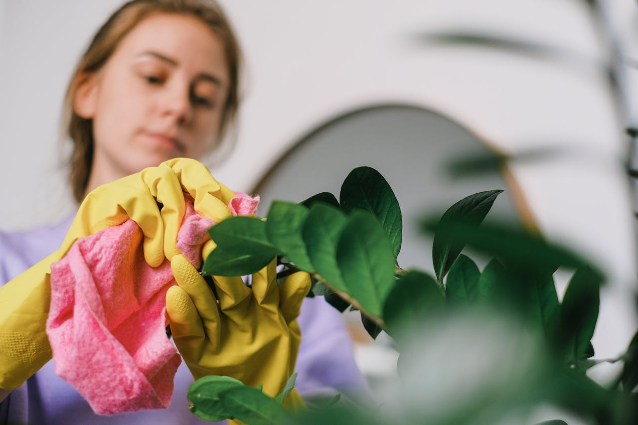 A woman cleans indoor plant leaves with gloves and cloth, focusing on plant care.